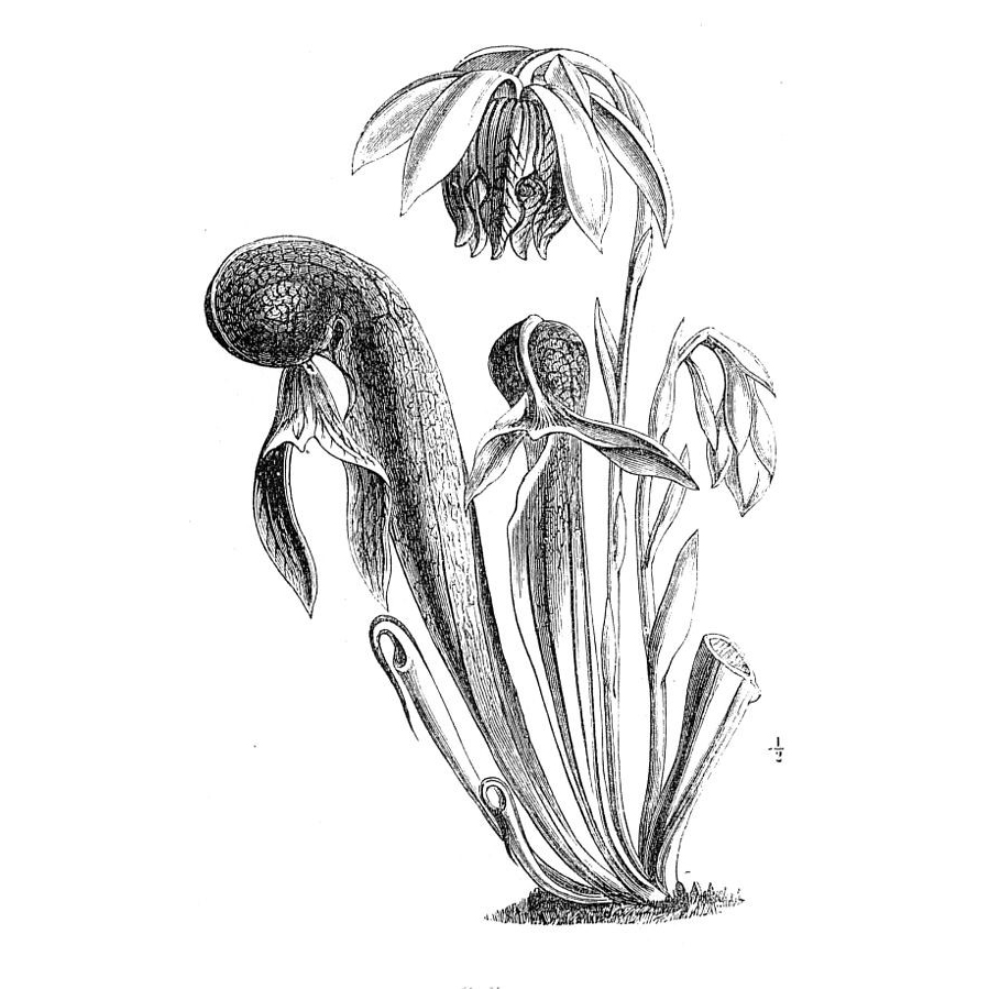 Spooky Nature Facts: The Darlingtonia Midge