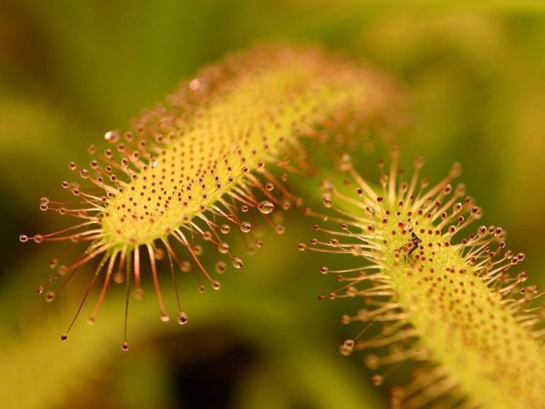 Wicked World Of Carnivorous Plants