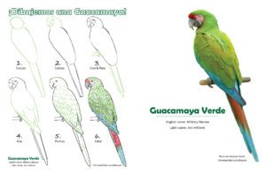 military-macaw-coloring-page-spanish-onepage