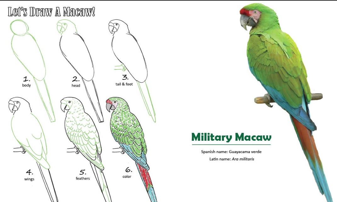 How to Draw a Macaw