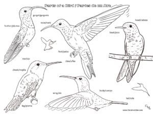 Download Bird Coloring Pages For Kids