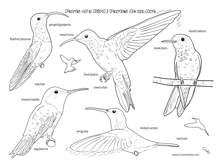 The iridescence of birds pdf free download 64 bit