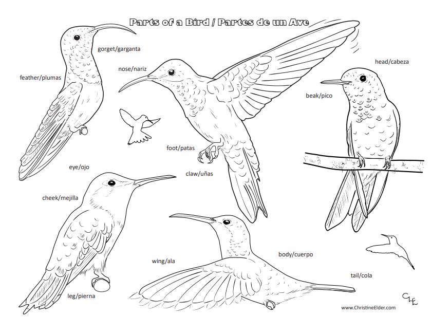 coloring pages of tropical bird