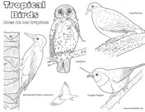 Featured image of post Bird Coloring Pages Pdf