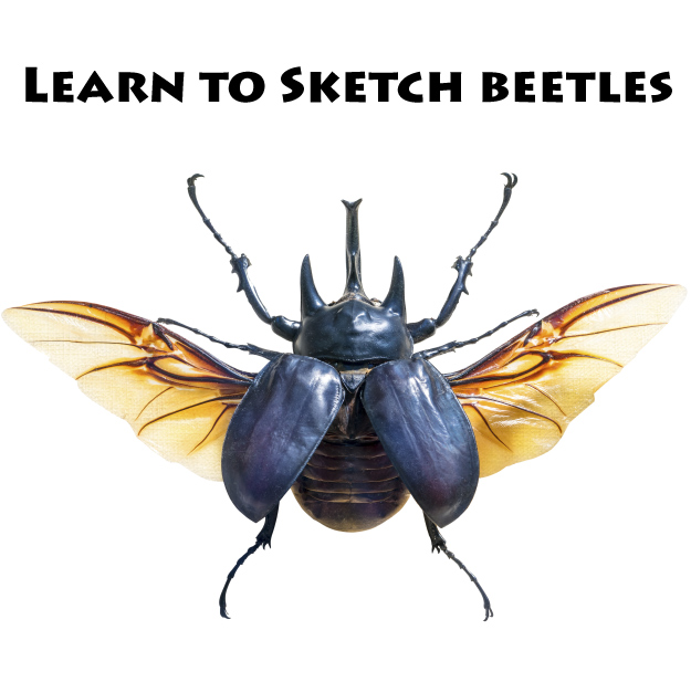 How to Sketch Beetles