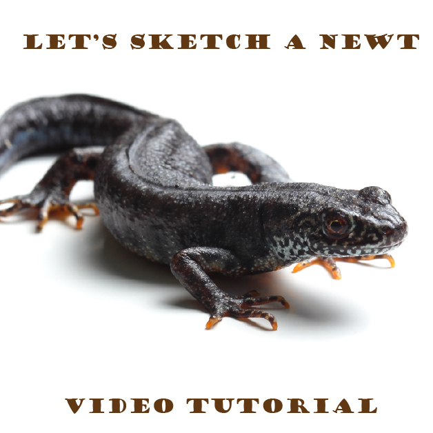 How to Sketch Newts
