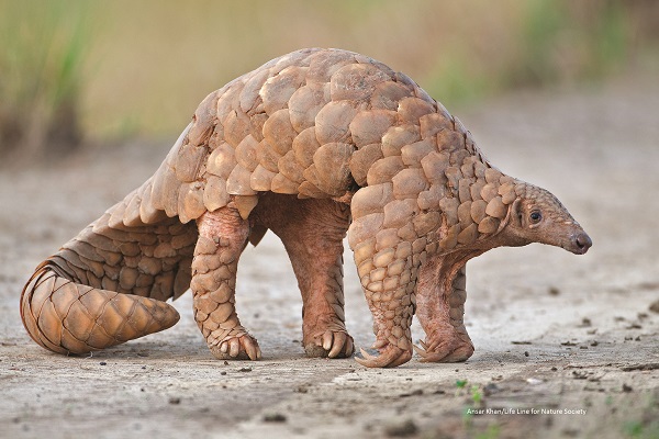 cuddly pangolin