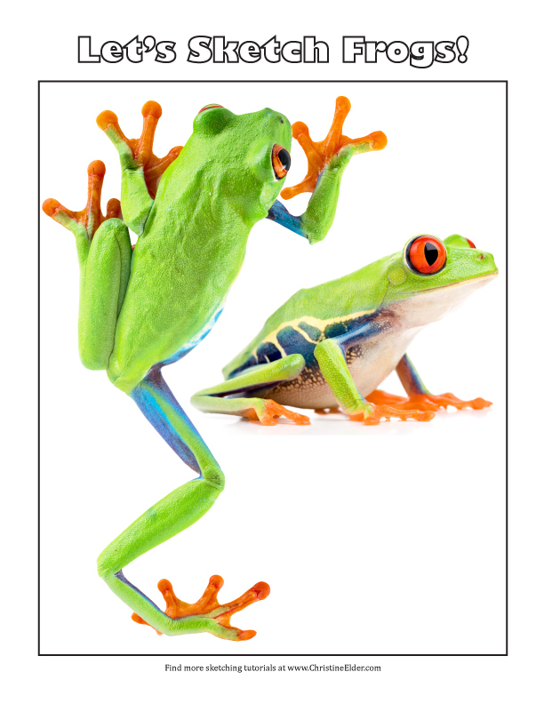 Red Eyed Tree Frog Drawing Easy ~ Drawing Easy