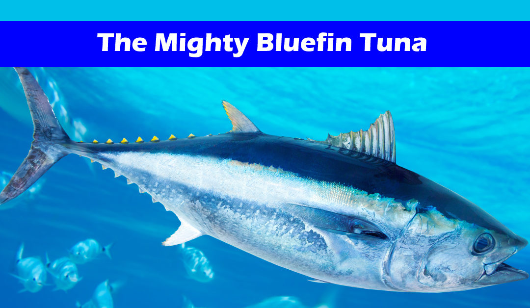 The Mighty Bluefin Tuna