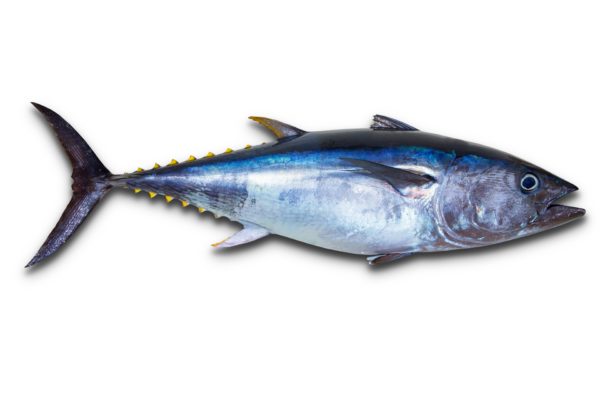 Bluefin tuna, Thunnus thynnus