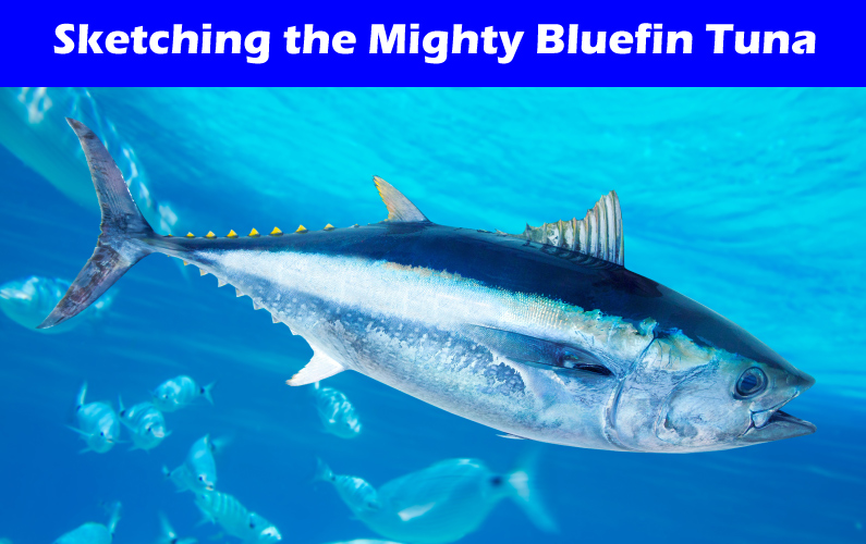 How to Draw a Bluefin Tuna