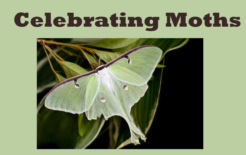 In Celebration of Moths