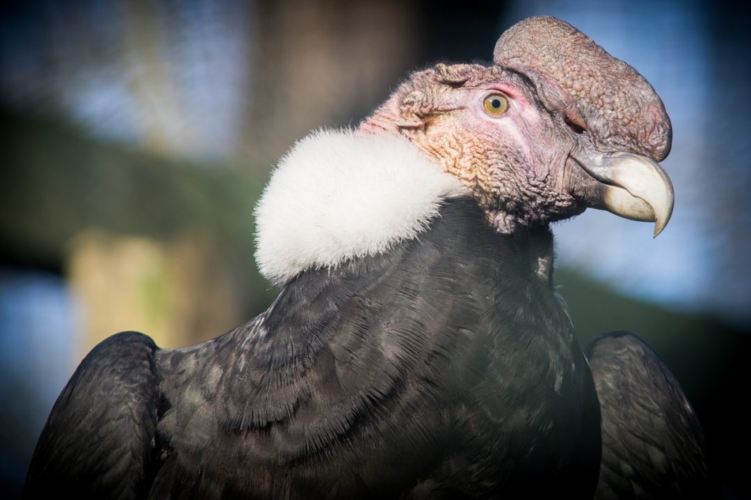 condor vs vulture