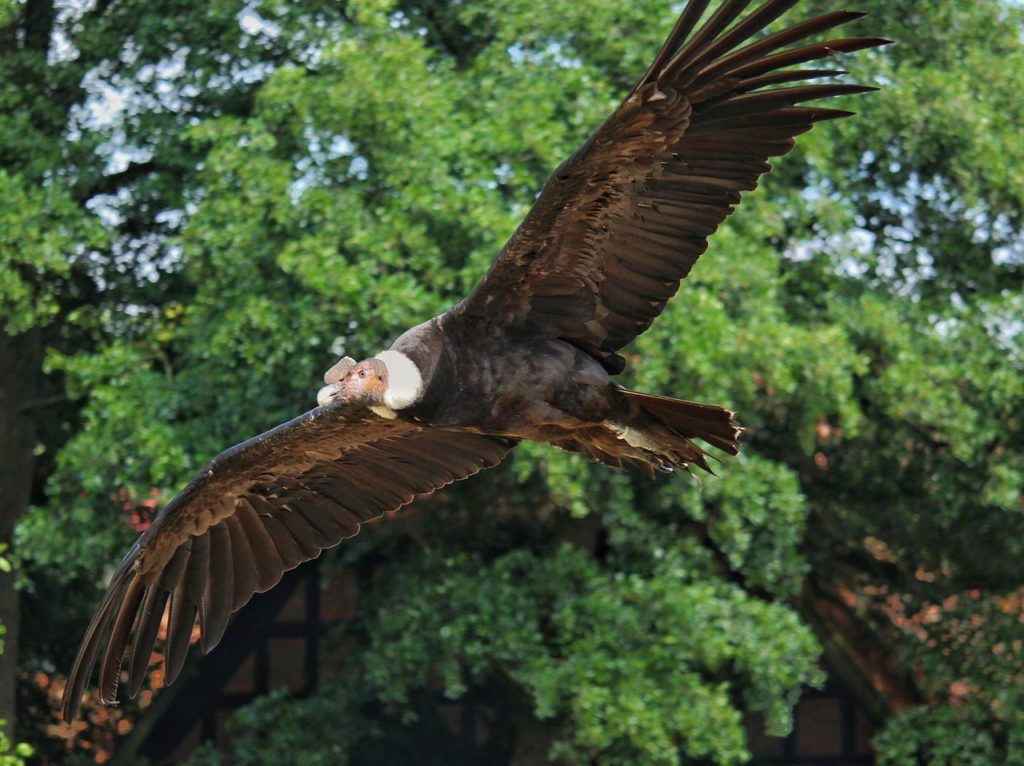 condor vs vulture condor vs vulture