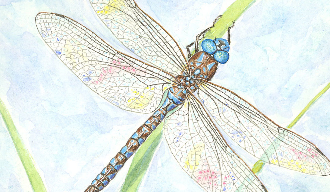 The Dragonflies of Summer