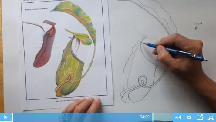 Sketching Pitcher Plants