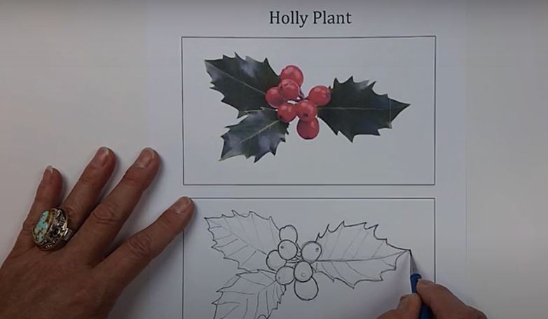Sketching a Holly Leaf