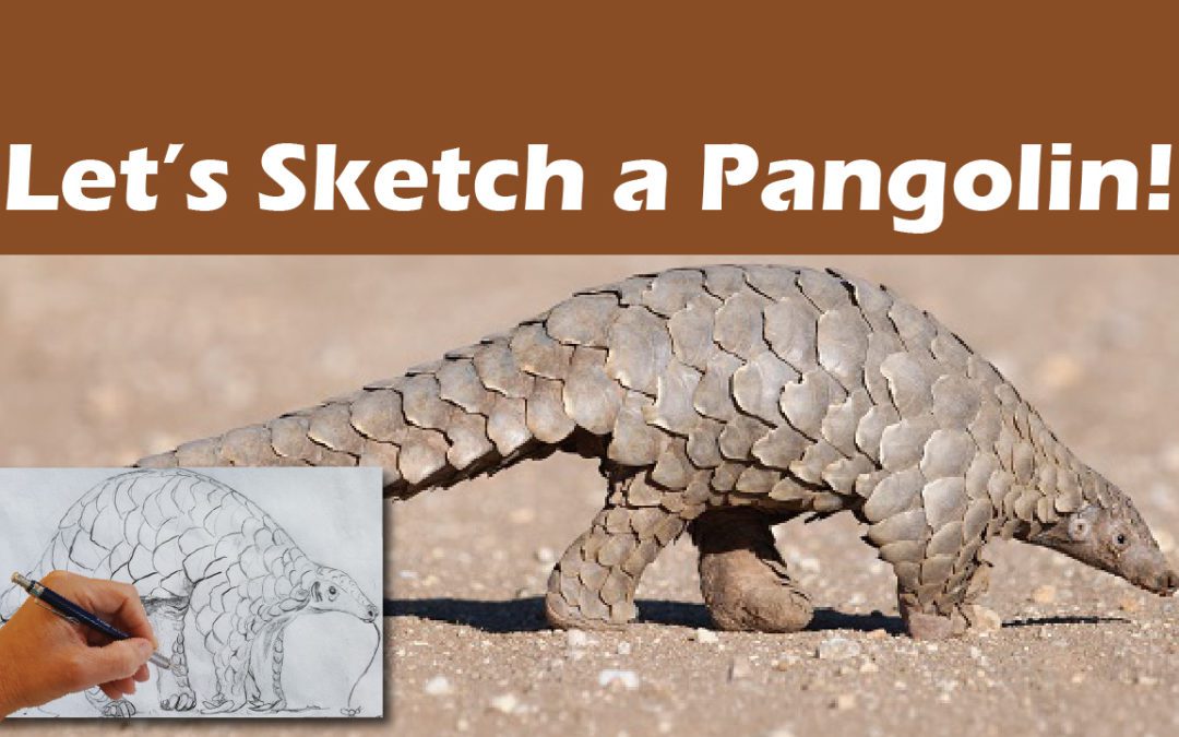 Sketch a Pangolin