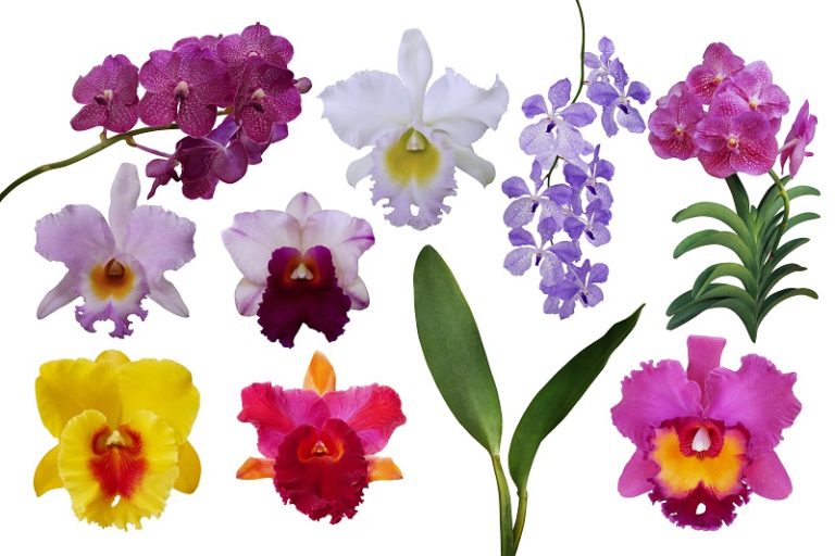 Celebrate Orchids!