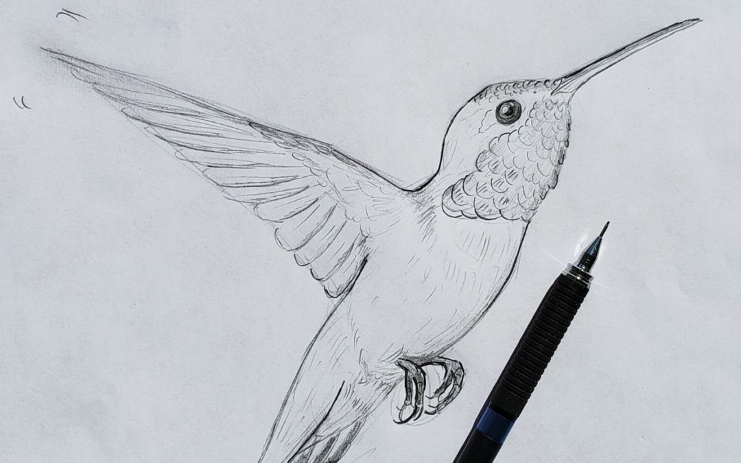 Let’s Draw Rufous Hummingbirds!