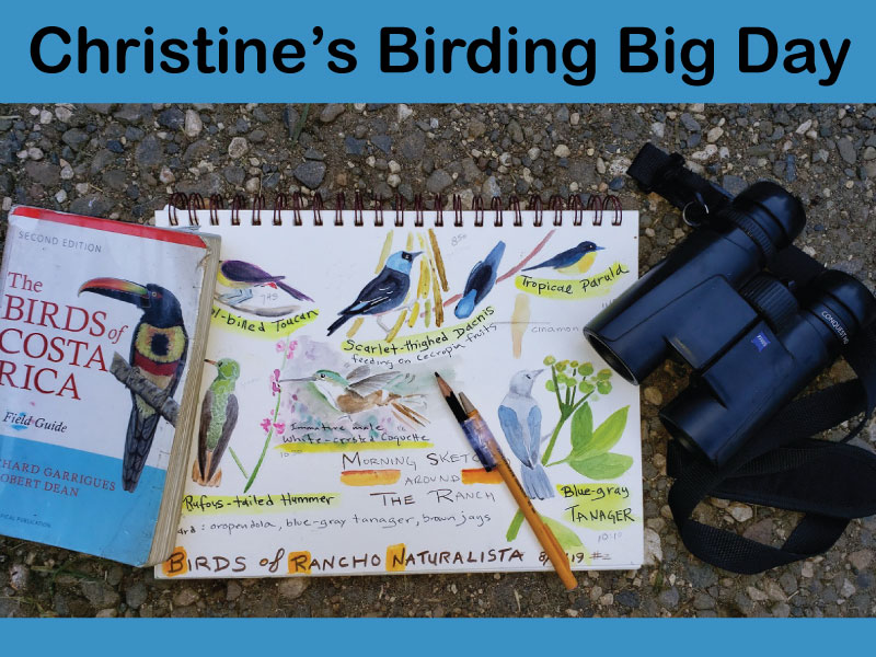 Birding Big Sketching Days