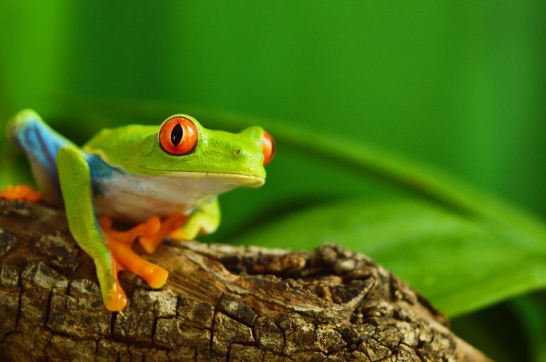 World Frog Day
