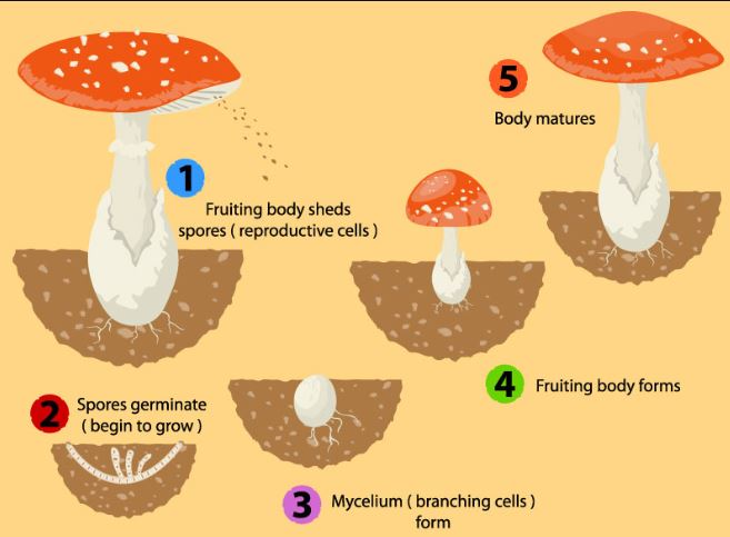 Mushroom Spore Prints
