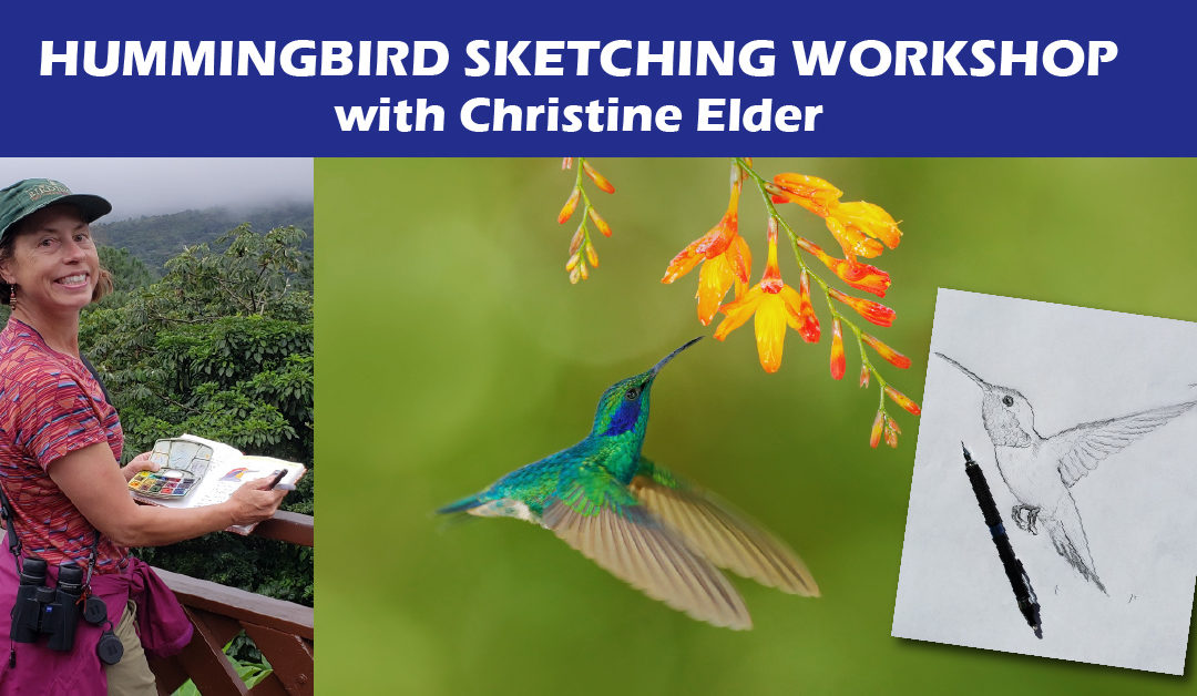 Sketching Tropical Hummingbirds