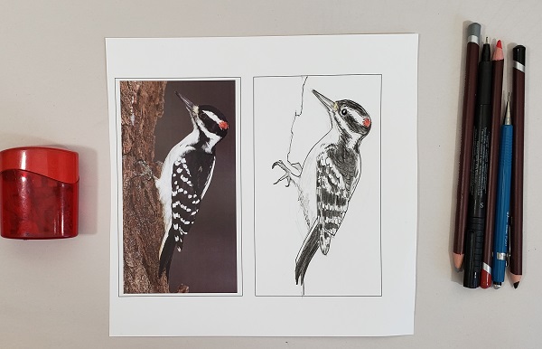 Sketching Woodpeckers
