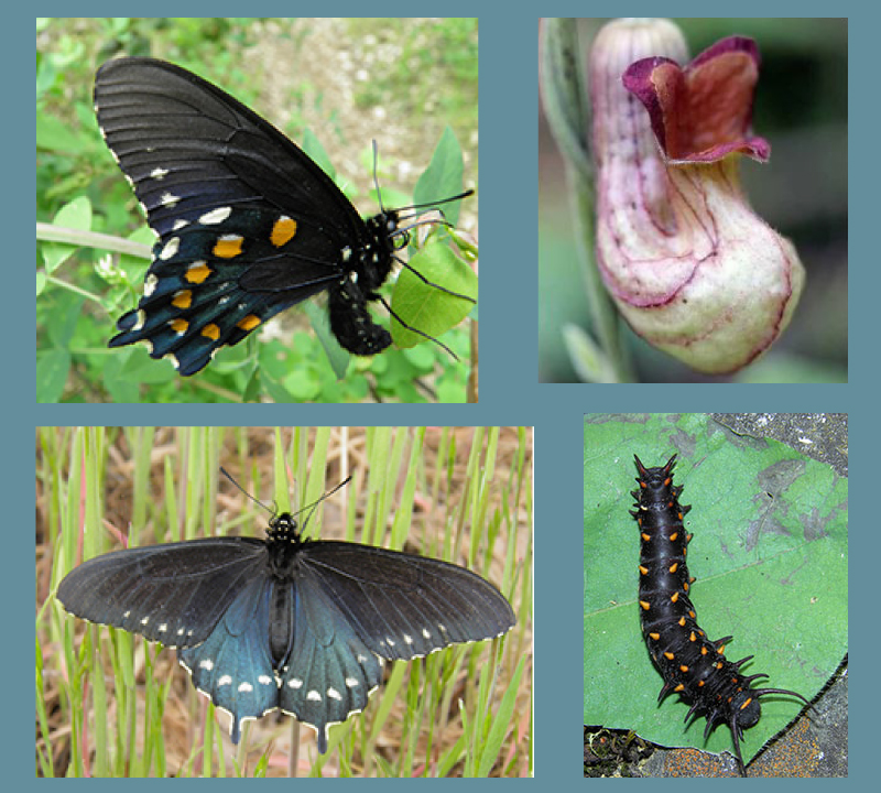 Pipevine Swallowtail Butterfly Compilation 