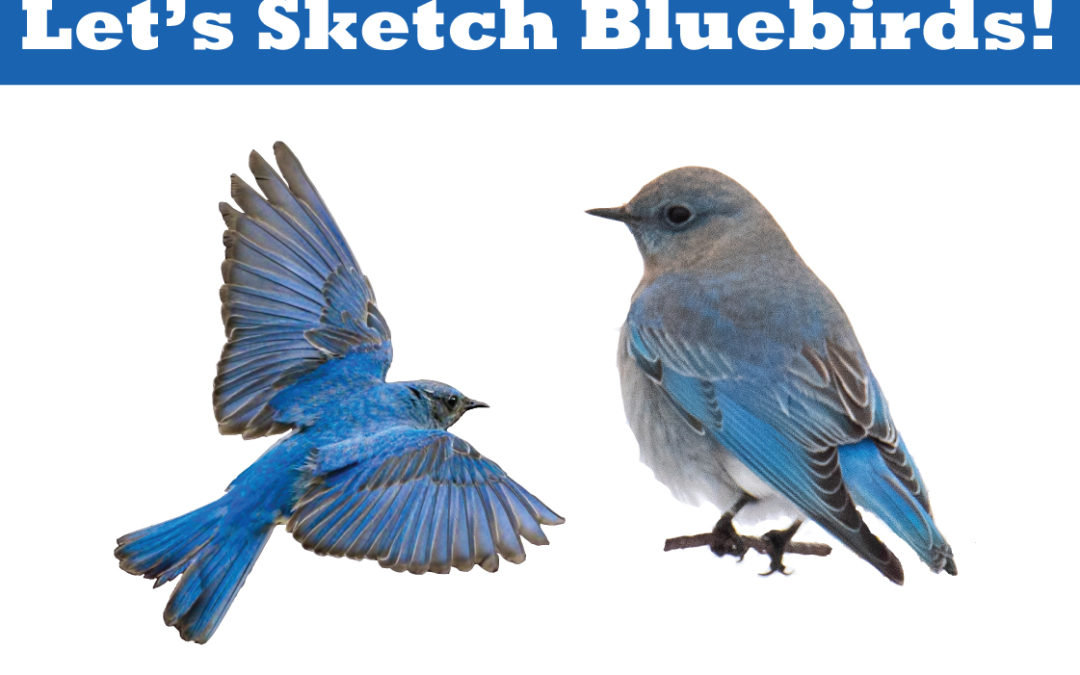 Drawing Bluebirds