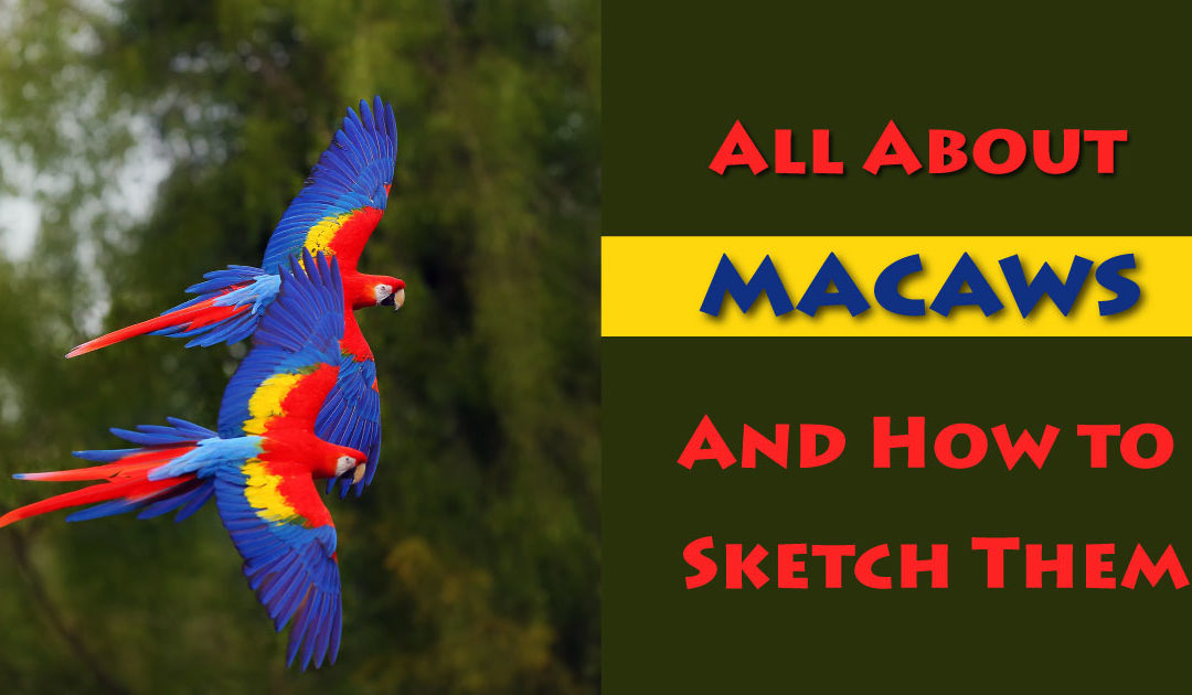 Sketching a Scarlet Macaw