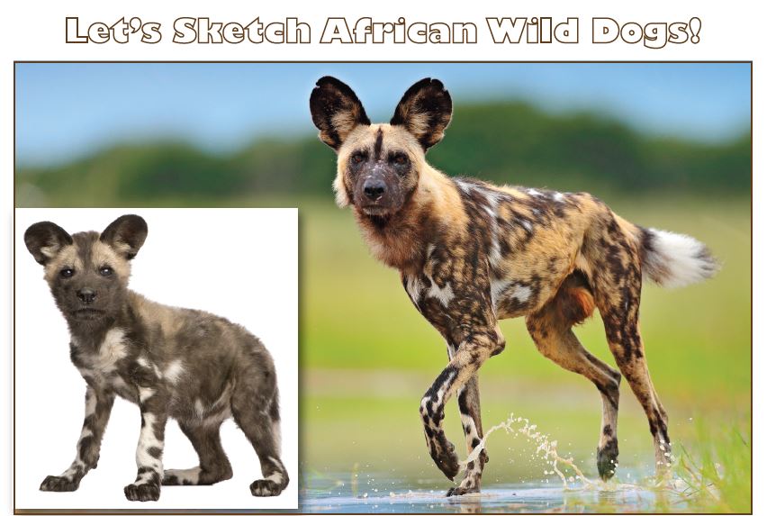 African Painted Dog Day!