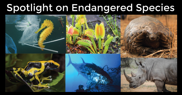 Endangered Species Spotlight