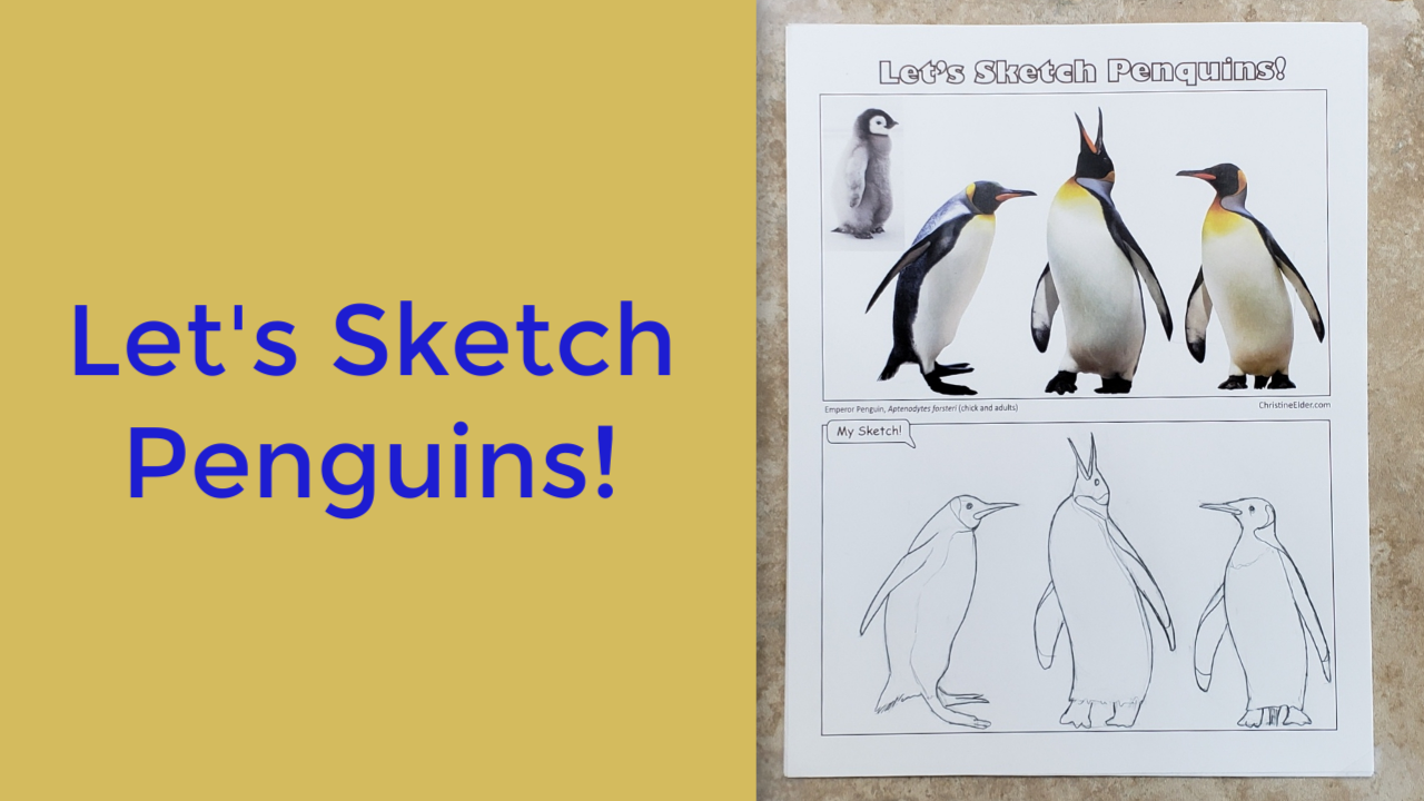 Penguin-Sketching-Video-Silent_First_Frame -