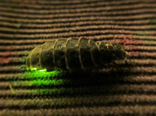 download glow worms and fireflies download glow worms and fireflies