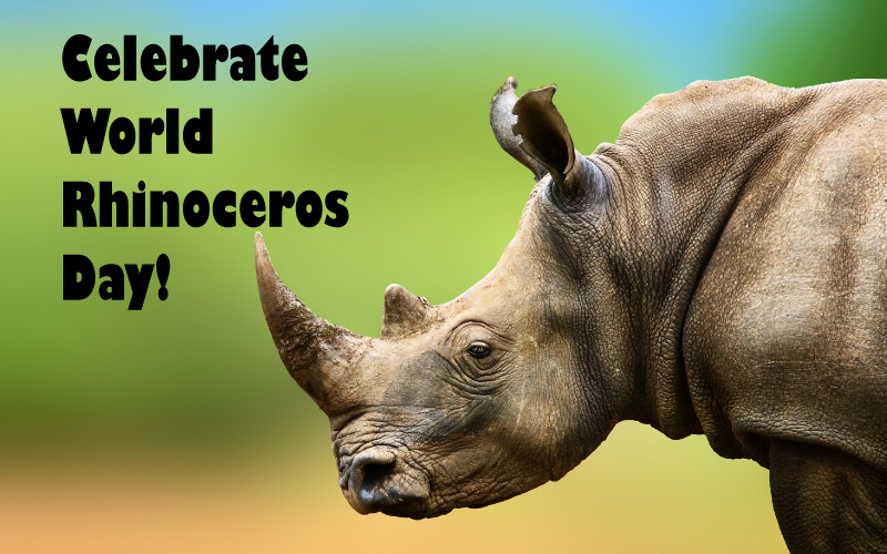 In Celebration of Rhinos!