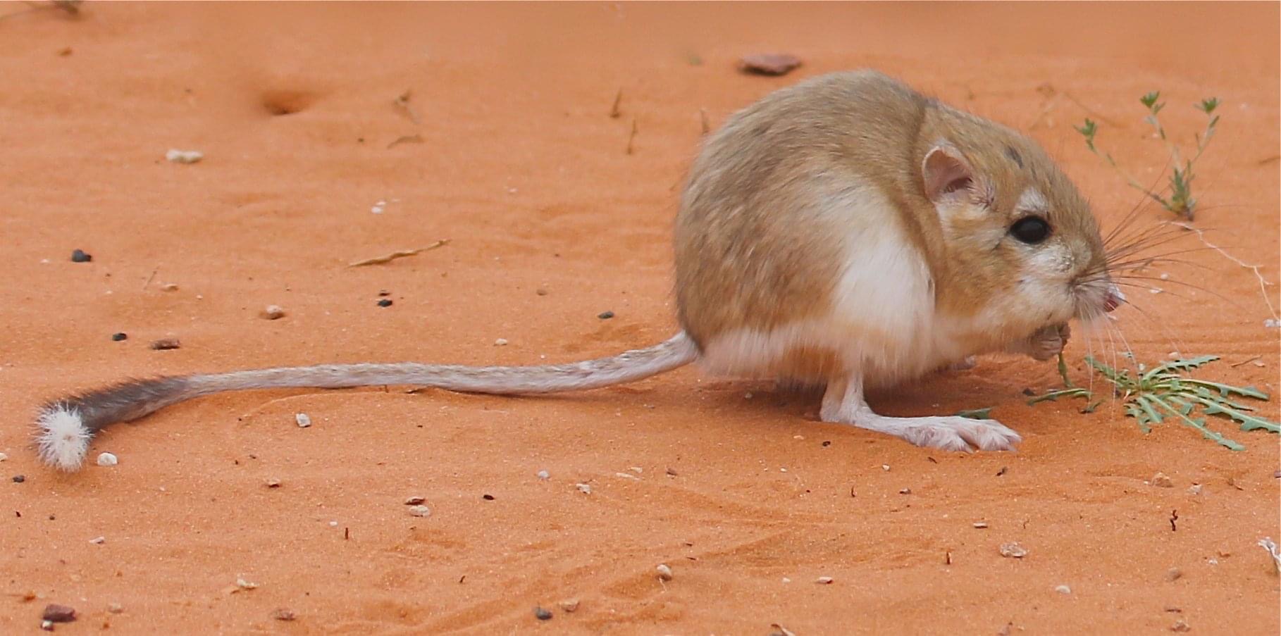 sketching-a-kangaroo-rat