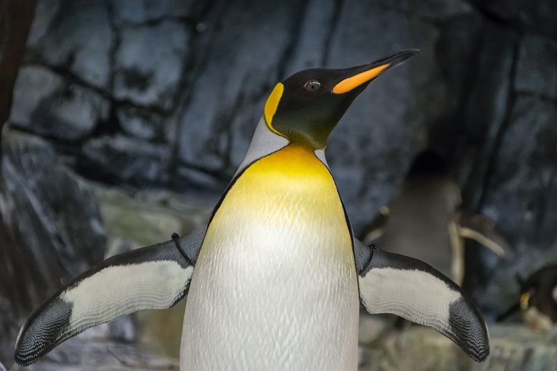 Penguin Day