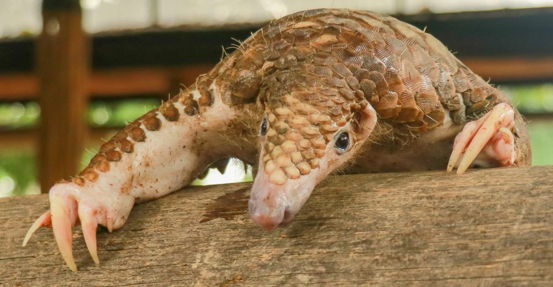 World Pangolin Day