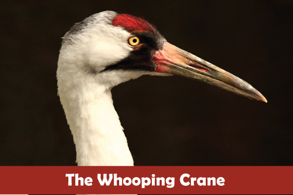 All About Cranes