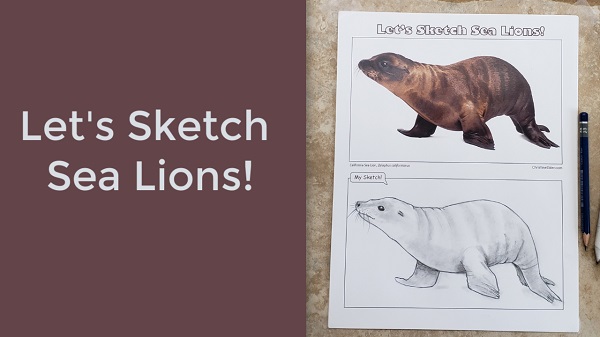 Sketching Sea Lions