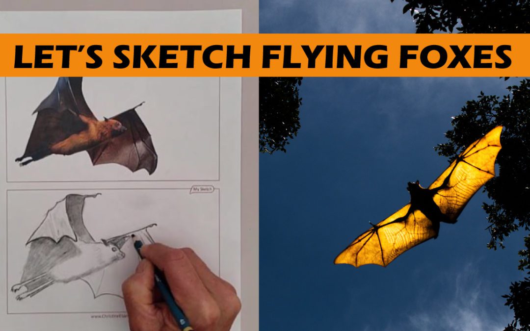 Sketching a Flying Fox!