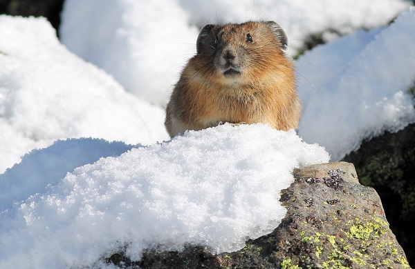 American pika in snow