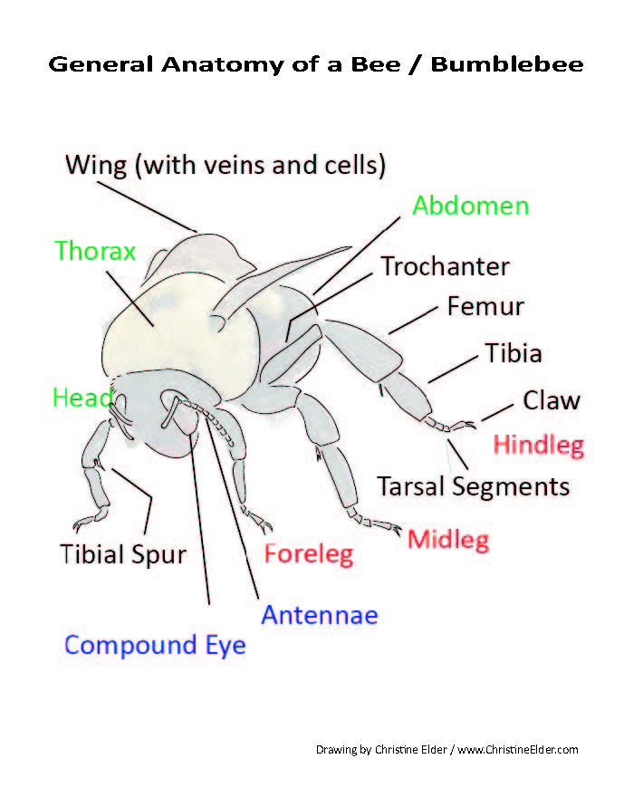 How to Draw Bees