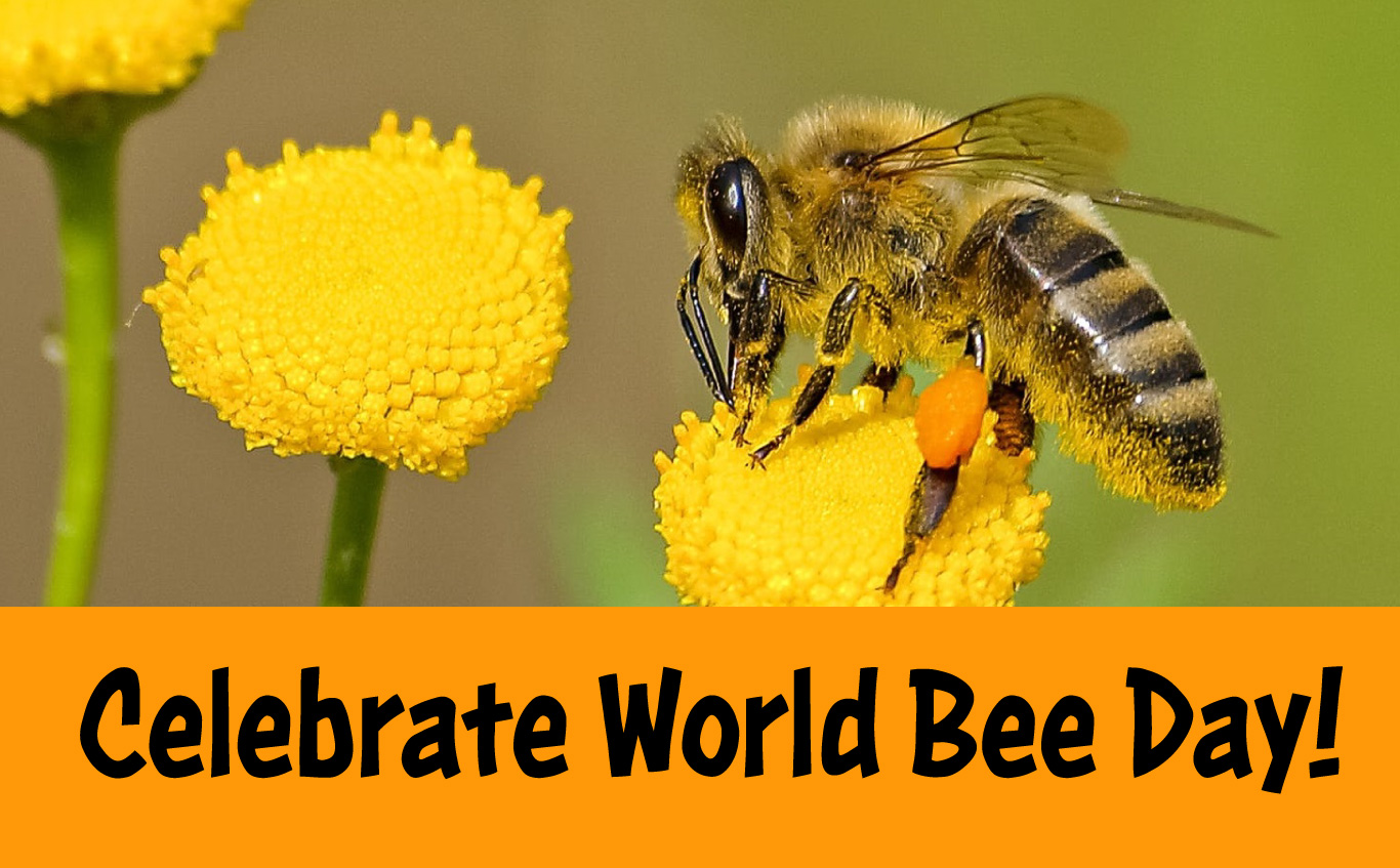 Celebrating Bees On World Bee Day