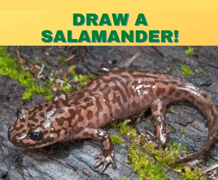Giant Salamanders