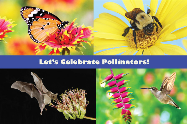 Celebrate Pollinators