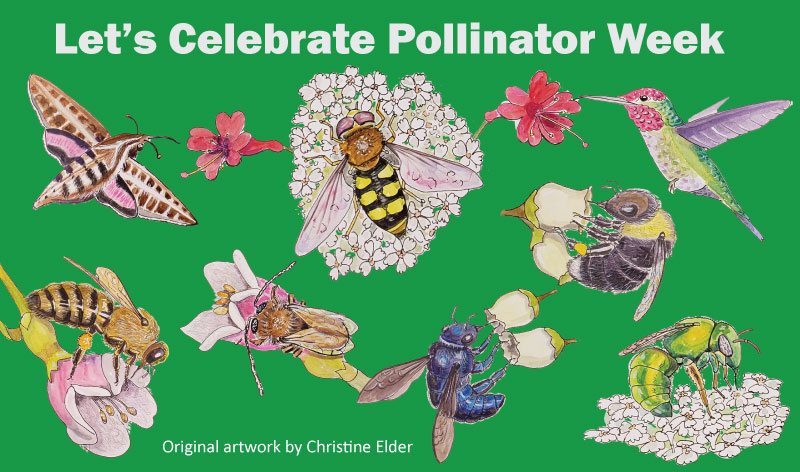 Celebrate Pollinators