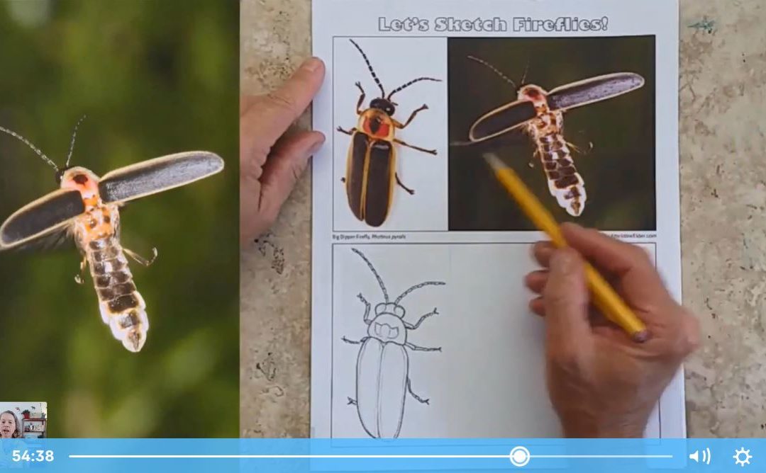 How to Sketch Fireflies